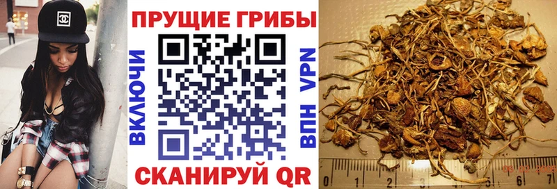 Купить закладки  Ртищево  Псилоцибиновые грибы Cubensis 